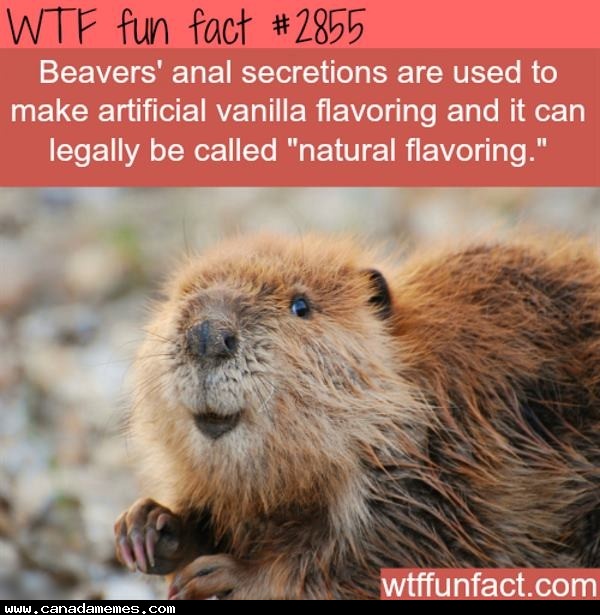 🇨🇦 Did You Know This About Beavers? - 🇨🇦 Canada Memes