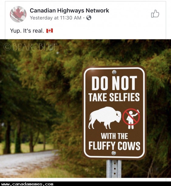 🇨🇦 DO NOT take selfies with the fluffy cows! - 🇨🇦 Canada Memes