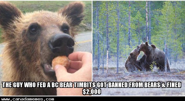 🇨🇦 Update: The Guy Who Fed A BC Bear Timbits Got Banned From Bears ...