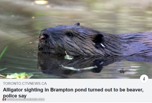 Beavers: the Canadian alligator. - 🇨🇦 Canada Memes
